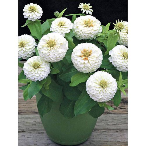 白呼吸色草如雪阳台治主