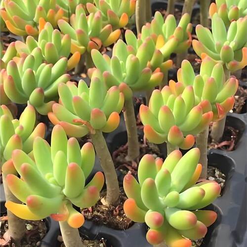 治愈系八千代 寓意青春活力与守护 禅意清供 皮实好养易造型 - 封面