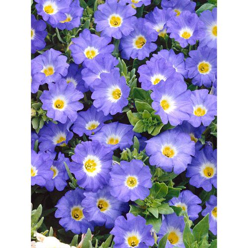 “把花里”风似星子垂动