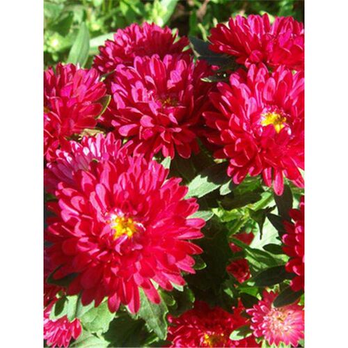 虹菊小雏菊载多活晨开