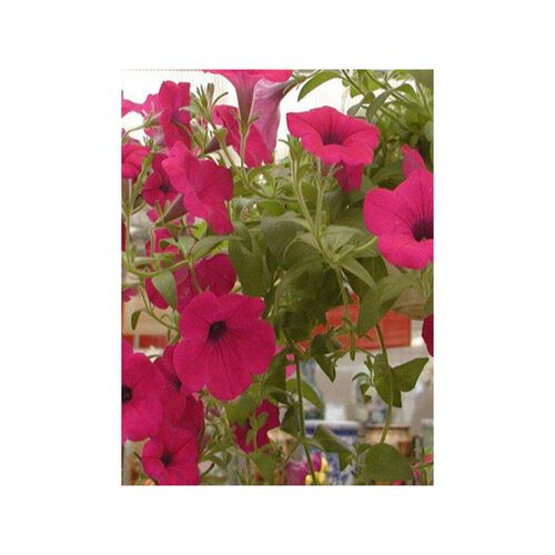 牵牛言正喇叭锋天大·烈