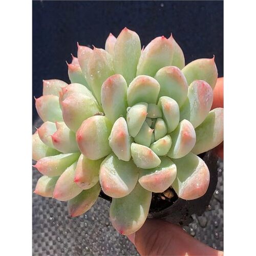 阿尔巴佳人月影如果冻质