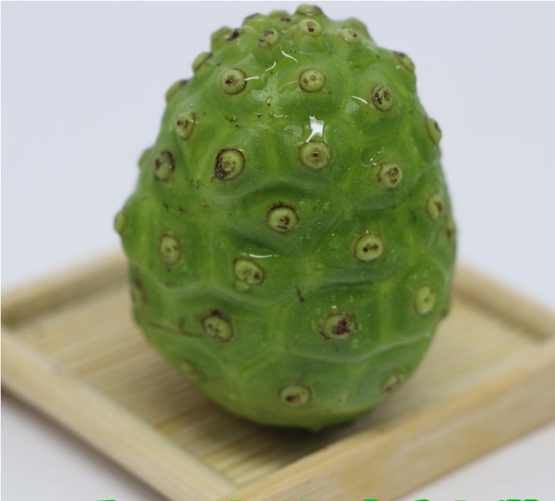 新鲜海南诺利果诺丽果诺丽果鲜果诺丽果酵素原料桶装现摘5斤包邮