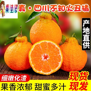 四川不知火丑橘5斤新鲜水果当季现摘丑耙耙蜜桔子丑八怪大果整箱