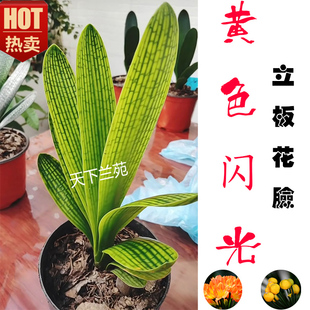 立板花脸君子兰黄色闪光系列青筋黄底精品小花苗黄技师立剑父母本