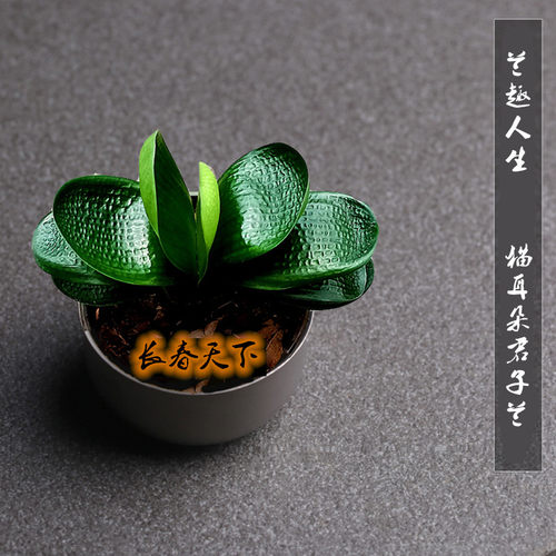 猫耳朵圆头短叶君子兰苗水晶虎头麻脸霸王龙国宝级微短球拍珍珠王