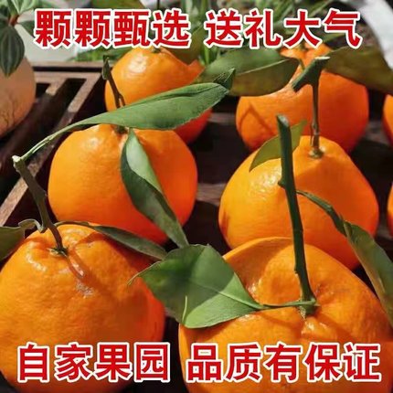 四川春见粑粑柑自家种植正宗水果新鲜整箱当季丑桔新鲜橘子包邮