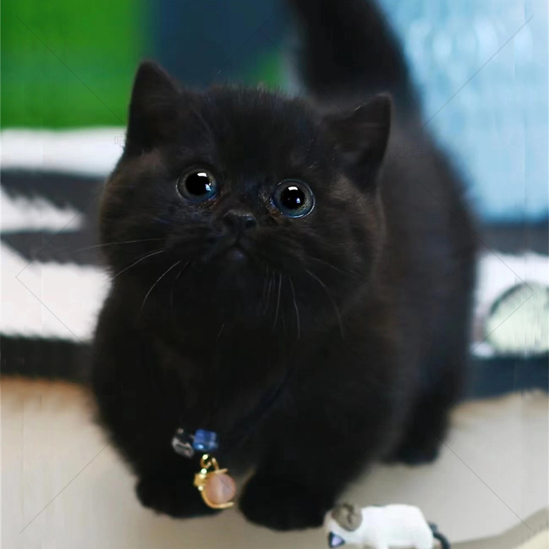 曼基康纯黑矮脚猫乳白活体蓝白家养起司纯白幼崽拿破仑小短腿纯种