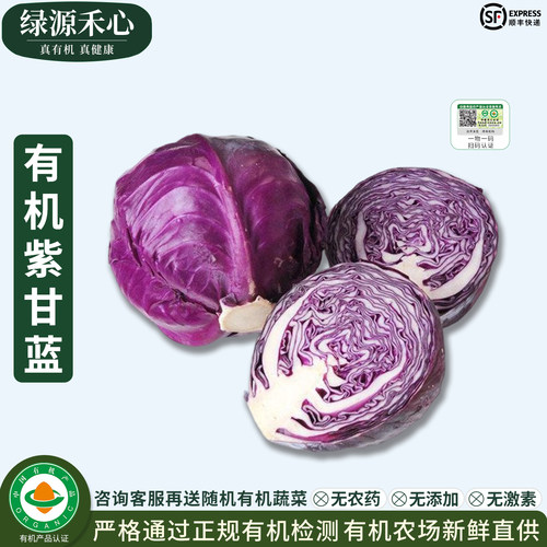 有机紫甘蓝农场现摘新鲜紫包生菜