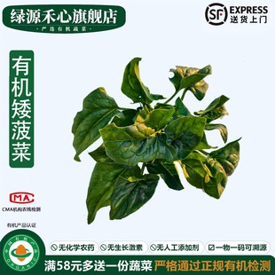 有机矮菠菜新鲜采摘农场矮生趴地菠菜炒菜凉拌火锅健康无农残蔬菜