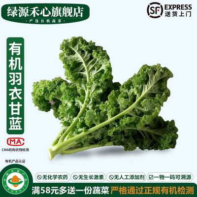 有机羽衣甘蓝新鲜摘当天嫩叶沙拉