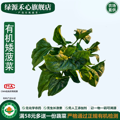 有机矮菠菜新鲜现摘农场趴地菠菜