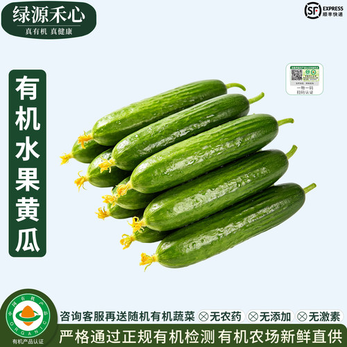 有机水果黄瓜新鲜农场无刺小青瓜