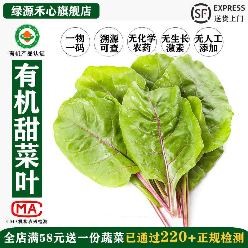 有机甜菜叶新鲜采摘健康高端蔬菜