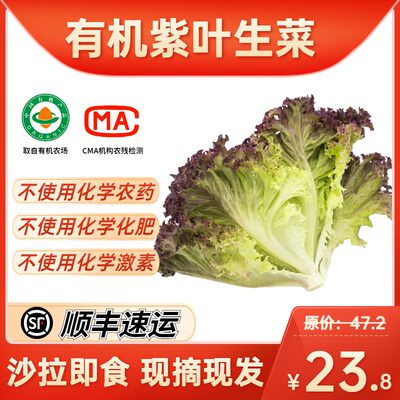 绿源禾心有机紫叶生菜新鲜