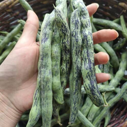 东北大地新鲜豆角花豆角老品种老味道1000克包邮顺丰