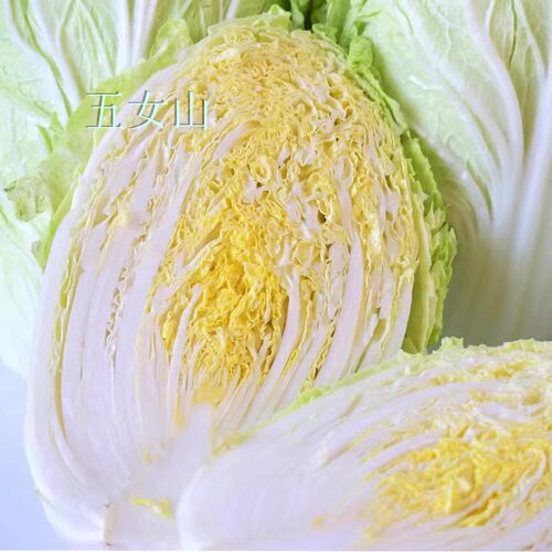 白菜新鲜白菜味道鲜美