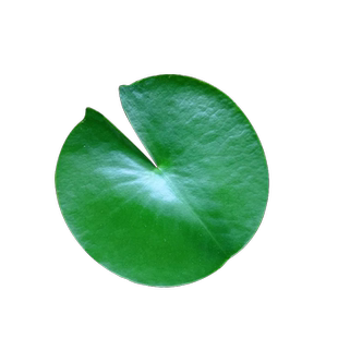 浮萍水草植物鱼缸造景一叶莲睡莲冒泡水培水芙蓉水葫芦净水真水草