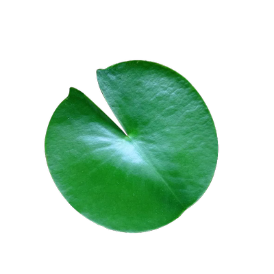 水草浮萍脆么么水芙蓉