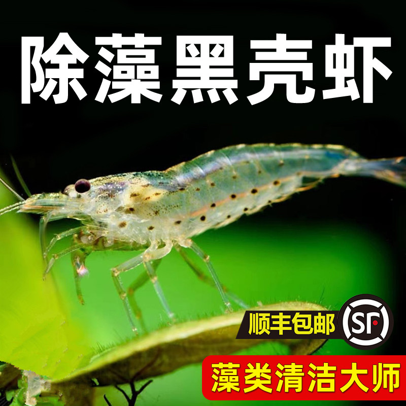 黑壳虾除藻清洁工具虾大号去绿藻黑藻去苔宠物虾鱼活体饲料观赏虾
