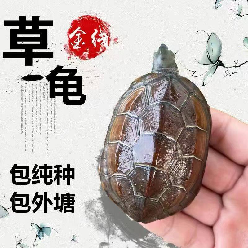 外塘中华草龟5-6厘米3只宠物观赏龟家养好养活的乌龟活物