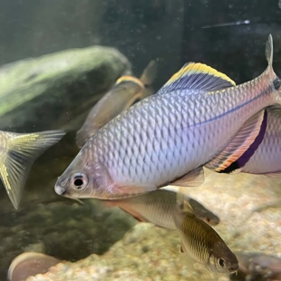 原生鱼广齐鳑鲏广东齐氏鱊红白边须鱊小型冷水鱼观赏鱼不加温耐养