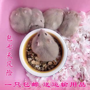 宝贝迷你仓鼠活体的价格