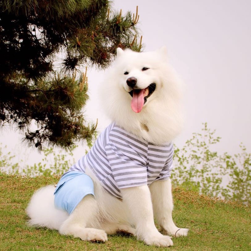 服装面料动物防脏摄影室内大犬宠物衣服薄款夏季大狗适合站立