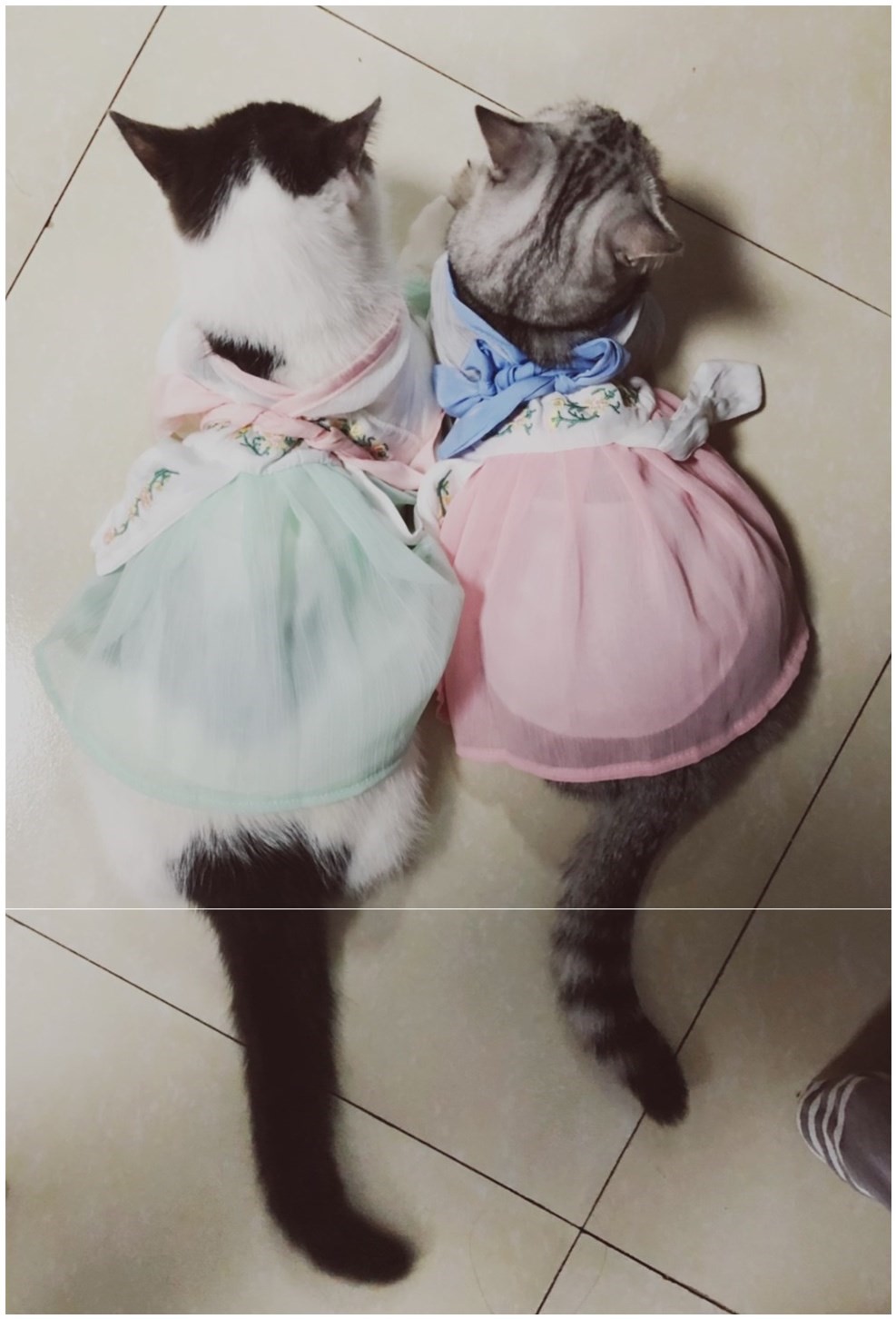 猫咪适合家穿夏装衣服防护汉服用衣舒服室外专用卫生拍摄清爽夏