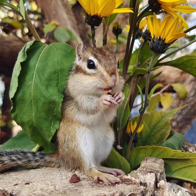 活金松花鼠幼儿宠物活物包活稀罕宠物网红飞天花栗鼠好养认主宠物