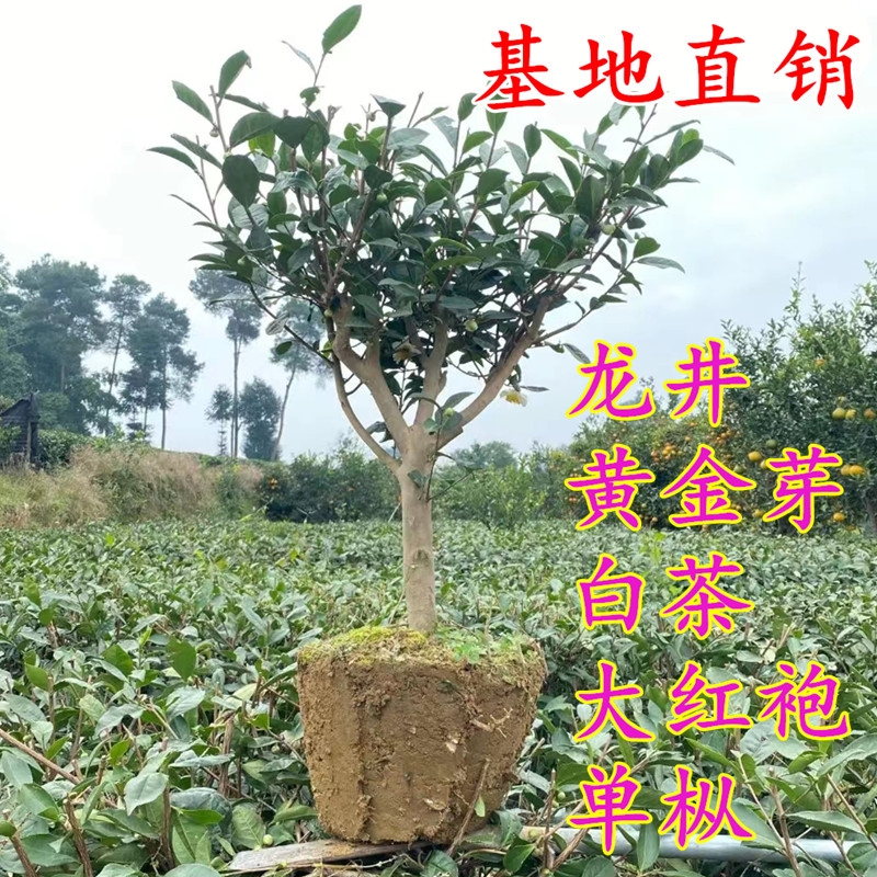 茶树苗庭院阳台茶叶好吃