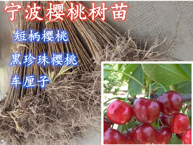 宁波黑珍珠樱桃果树苗南方大樱桃