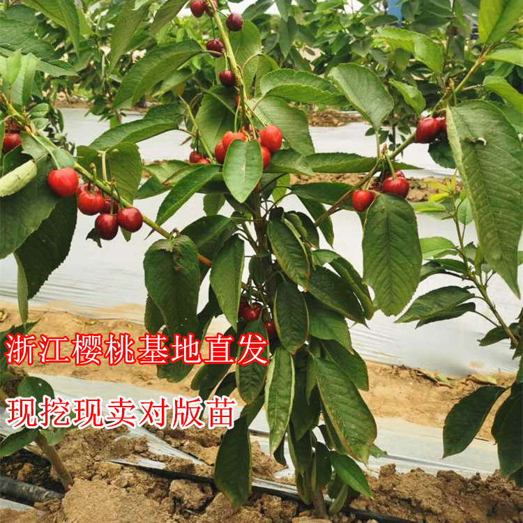 樱桃落叶宁波樱桃果树苗丰产