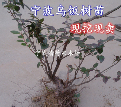 现挖现卖宁波乌饭树带土球庭院