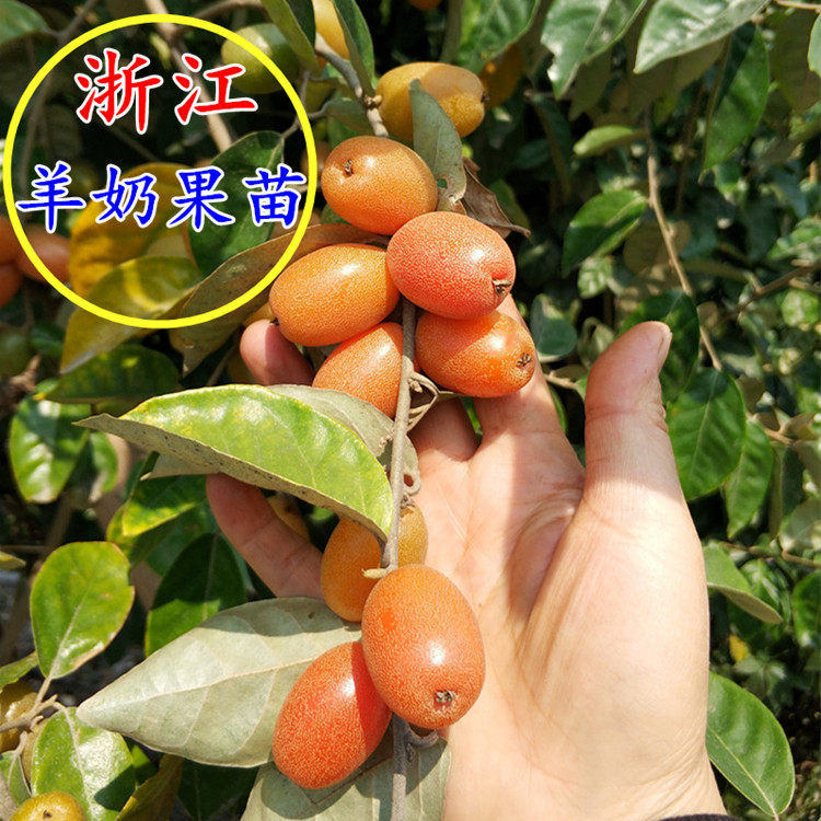 现挖现卖羊奶子树苗盆栽蓝靛果苗庭院黑瞎子树苗胡秃子苗鲜活到家