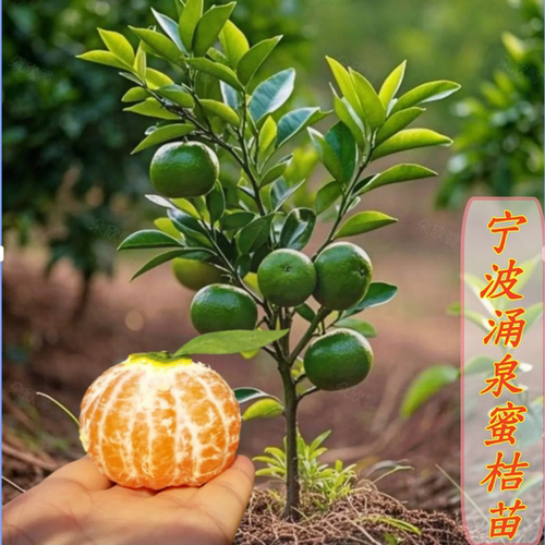 纯甜不酸涌泉蜜桔果树苗