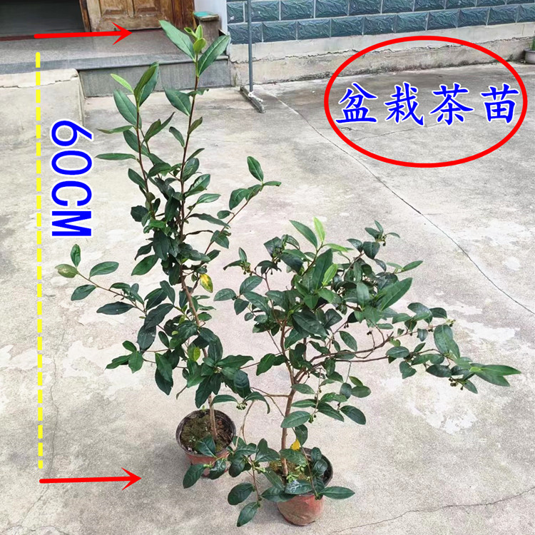 西湖龙井茶树含盆带土发货 盆栽福鼎大白茶叶树 碧螺春茶树盆景