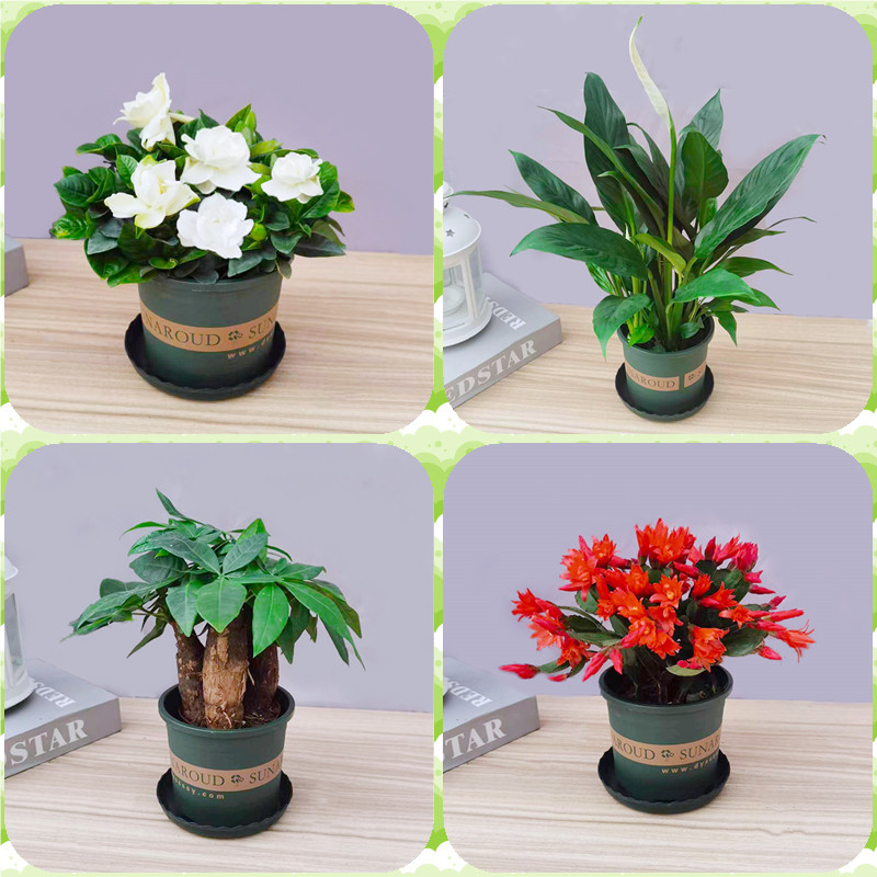 发财树栀子花加仑盆绿植花卉植物室内花盆栽办公桌小盆景净化空气