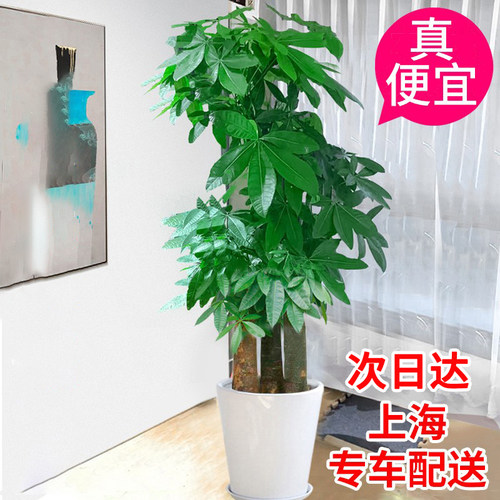 【上海专车送绿植】步步高发财树