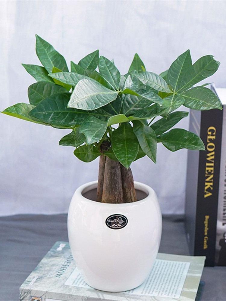 招财小发财树摇钱树观叶植物送礼绿植室内喜阴办公室好养盆栽客厅