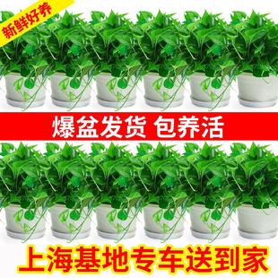 绿萝吊兰绿箩植物室内小盆栽绿植办公室桌面客厅上海同城配送