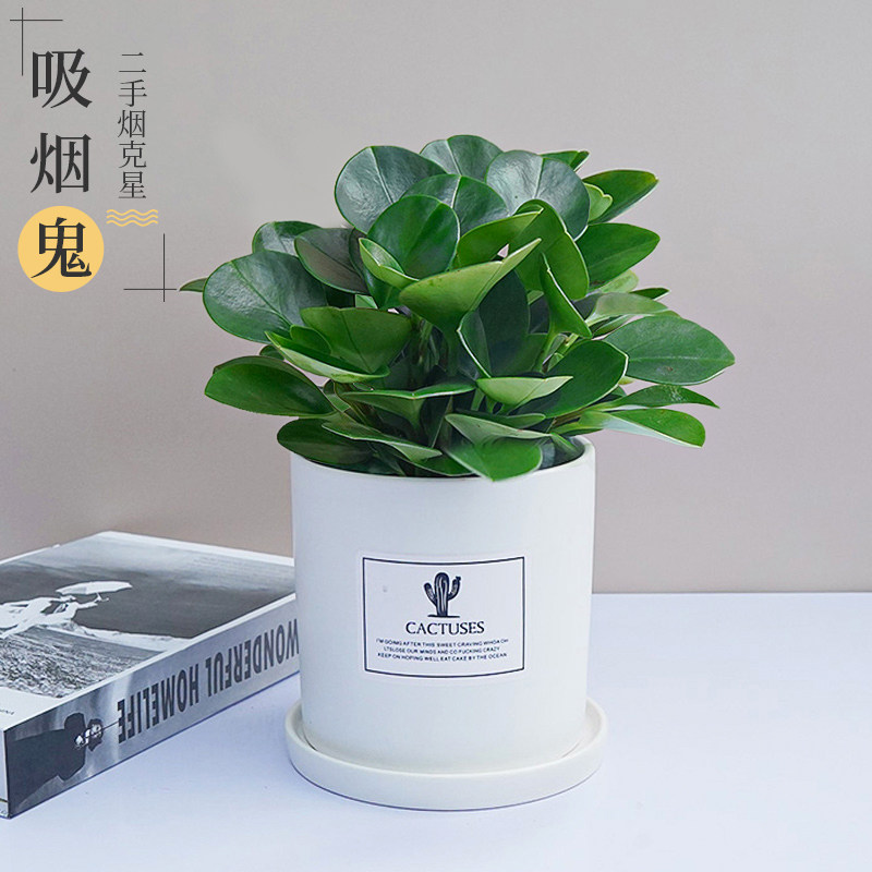 上海专车送豆瓣绿碧玉官网推荐图片