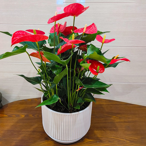精品红掌盆栽带花大花火鹤植物室内办公室绿植桌面花卉客厅同城送 - 封面