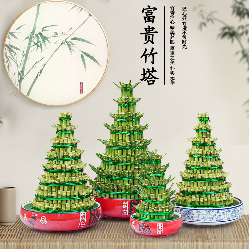 节节高富贵竹塔水培塔竹编织竹水养耐阴开运转运观赏室内盆栽绿植