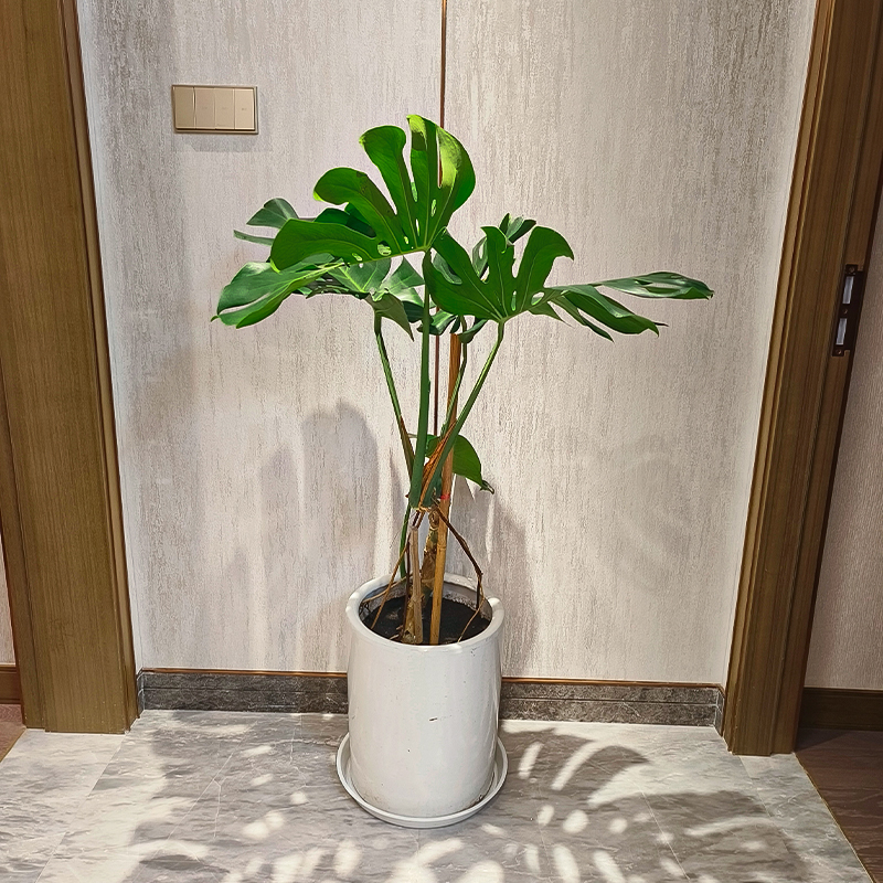 老桩造型龟背竹盆栽吸甲醛净化空气植物室内客厅大型喜阴绿植同城-封面