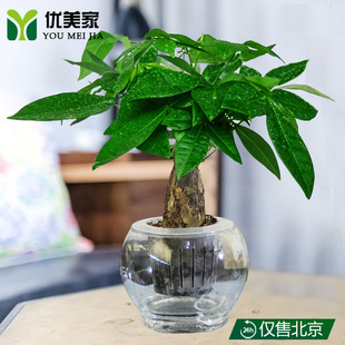 水培绿植发财树单杆室内植物盆栽好养送礼净化空气客厅办公桌喜阴
