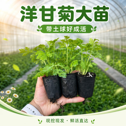 洋甘菊花苗可可洋甘菊大苗 耐寒好养 香草盆栽 带土球发货