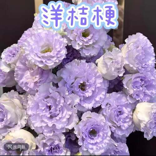 【浅紫】重瓣洋桔梗花苗高杆大花耐寒耐热多年生阳台庭院易成活