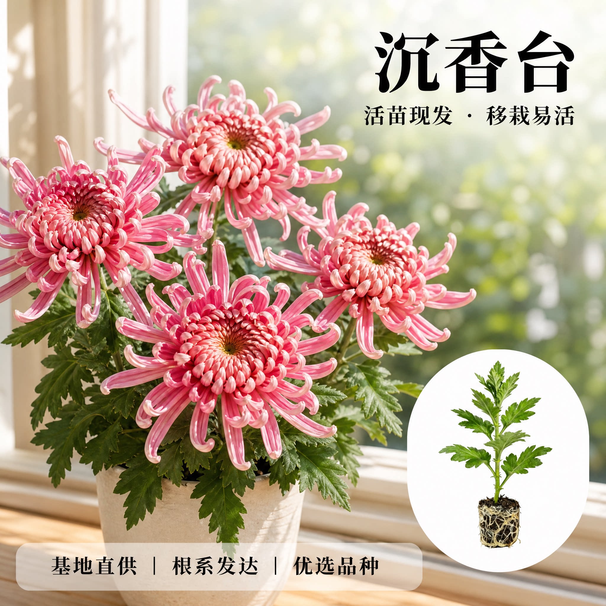 【沉香台】大菊花苗 独本菊花苗瑞云殿 国华大菊系列狮子头菊