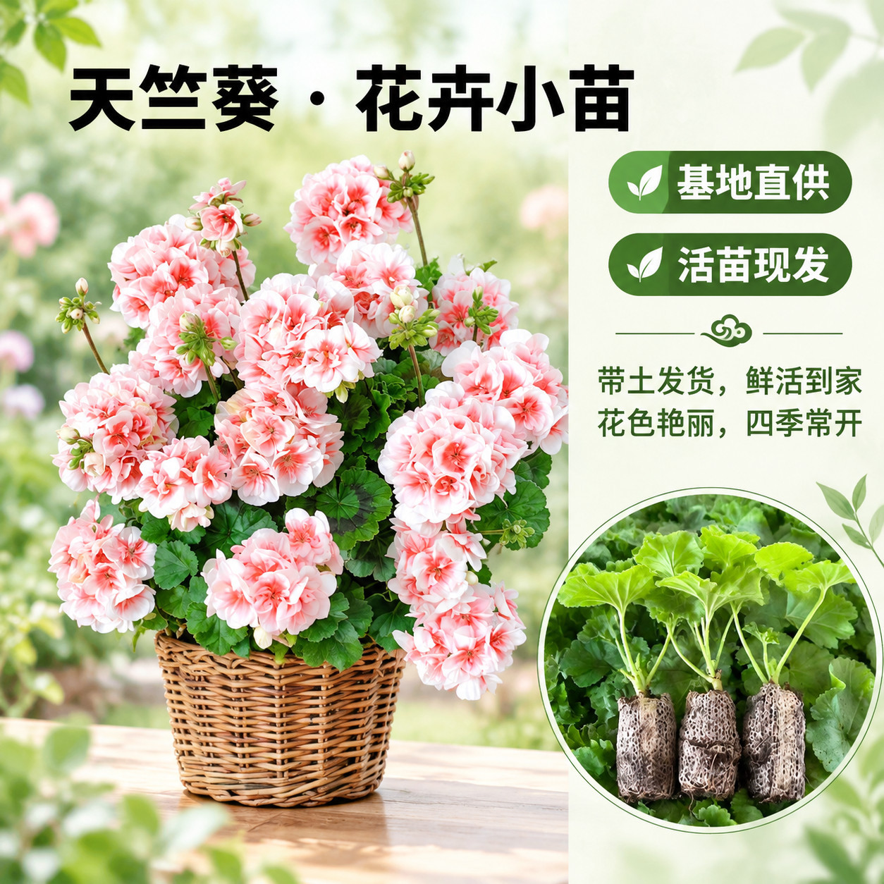 天竺葵花苗小苗3棵装阳台庭院盆栽花卉好养爆花系列穴盘小苗图片